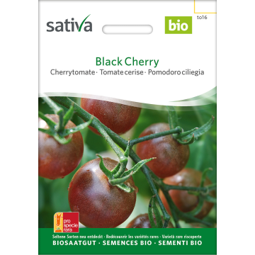 Sativa Black Cherry – Cherrytomate Bio