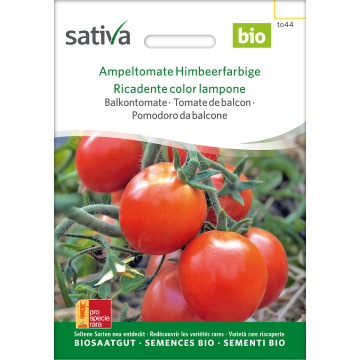 Sativa Ampeltomate Himbeerfarbige - Balkontomate Bio